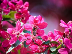 bee, flourishing, trees