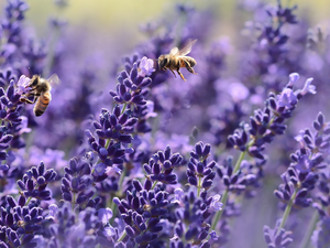 Bees, lavender, Two