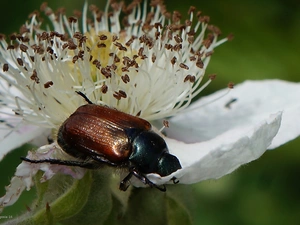 Colourfull Flowers, Insect, beetle