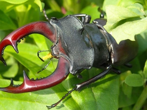 deer fawn, large, beetle