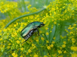 beetle, flower, dill
