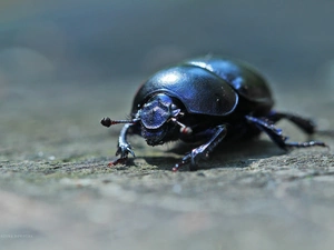 beetle, Insect