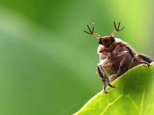 beetle, leaf