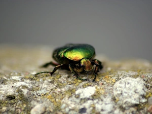 beetle, Rocks