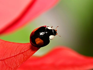 small, Red, leaf, beetle