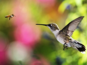 humming-bird, color, background, Insect