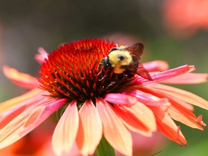 Red, bittern, echinacea, Colourfull Flowers