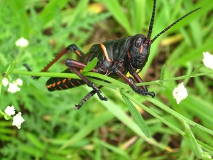 Black, grasshopper