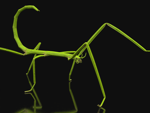 background, reflection, Insect, Black, stick insect