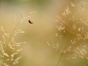 blades, ladybird, grass