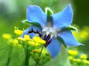 ant, blue, Colourfull Flowers, Insect
