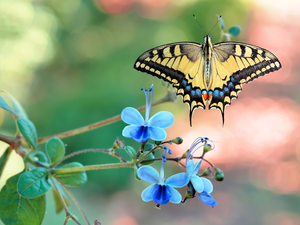 butterfly, Blue, Flowers, Oct Queen