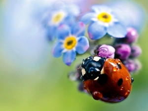 water, ladybird, Flowers, blur, Wildflowers, drops