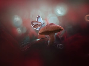 Mushrooms, Dusky Icarus, blurry background, butterfly