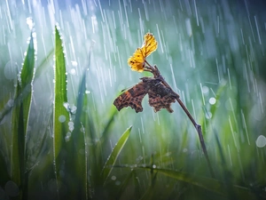 butterfly, Bokeh, twig, Rain, grass