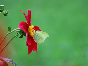 red hot, butterfly, Brimstone Butterfly, Dalia