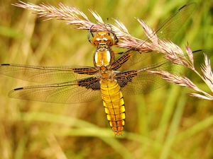 Broad-bodied Chaser
