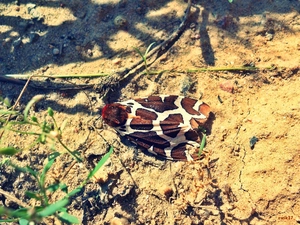 moth, White, wings, brown