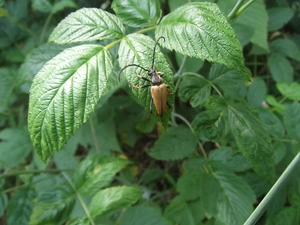 cockchafer, wild, rose, Bush