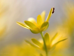 fig buttercup, Flowers, ant, Yellow