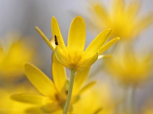 fig buttercup, Flowers, mosquito, Yellow