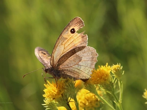 Insect, Coenonympha Pamphilus, butterfly