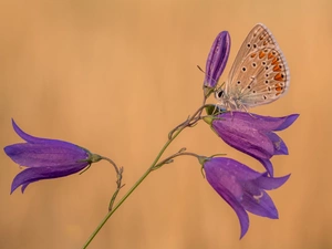 Flowers, butterfly, Dusky Icarus, ringtones