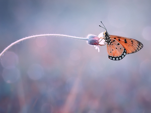 Flower, butterfly