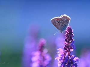 Colourfull Flowers, Dusky, butterfly