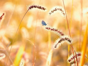 grass, butterfly