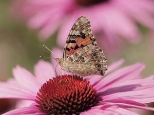 Insect, Painted Lady, Colourfull Flowers, echinacea, Close, butterfly