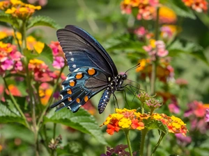 Flowers, butterfly, Old World Wwallowtail