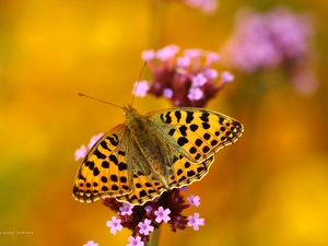 Latonia, butterfly, argynnis