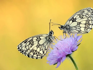 Colourfull Flowers, stalk, butterflies, marbled chessboard, Two cars