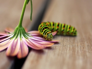 caterpillar, Gerber