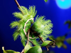 Green, Leaf, twig, caterpillar