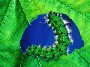 caterpillar, leaf