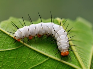 caterpillar, leaf