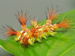 Orange, Green, leaf, caterpillar