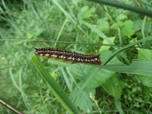 preying, Leaf, grass, caterpillar