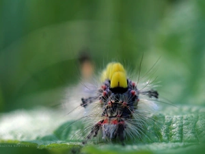 caterpillar, Calliteara Pudibunda