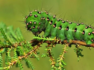 caterpillar, twig