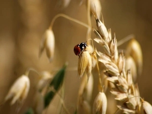 cereals, ladybird, ear