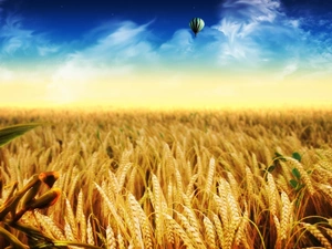 Field, Balloon, mantis, cereals