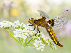 Colourfull Flowers, Close, plant, White, Broad-bodied Chaser