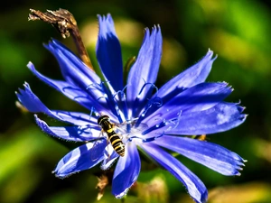 chicory, wasp