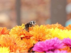 Chrysanthemums, bee