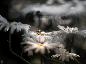 daisy, bee, rapprochement, chrysanthemums