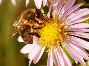 Close, Aster, bee