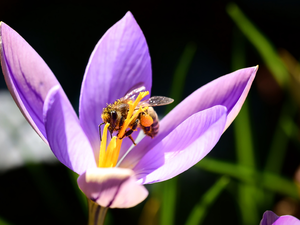 Close, crocus, bee